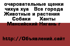 очаровательные щенки чихуа-хуа - Все города Животные и растения » Собаки   . Ханты-Мансийский,Нягань г.